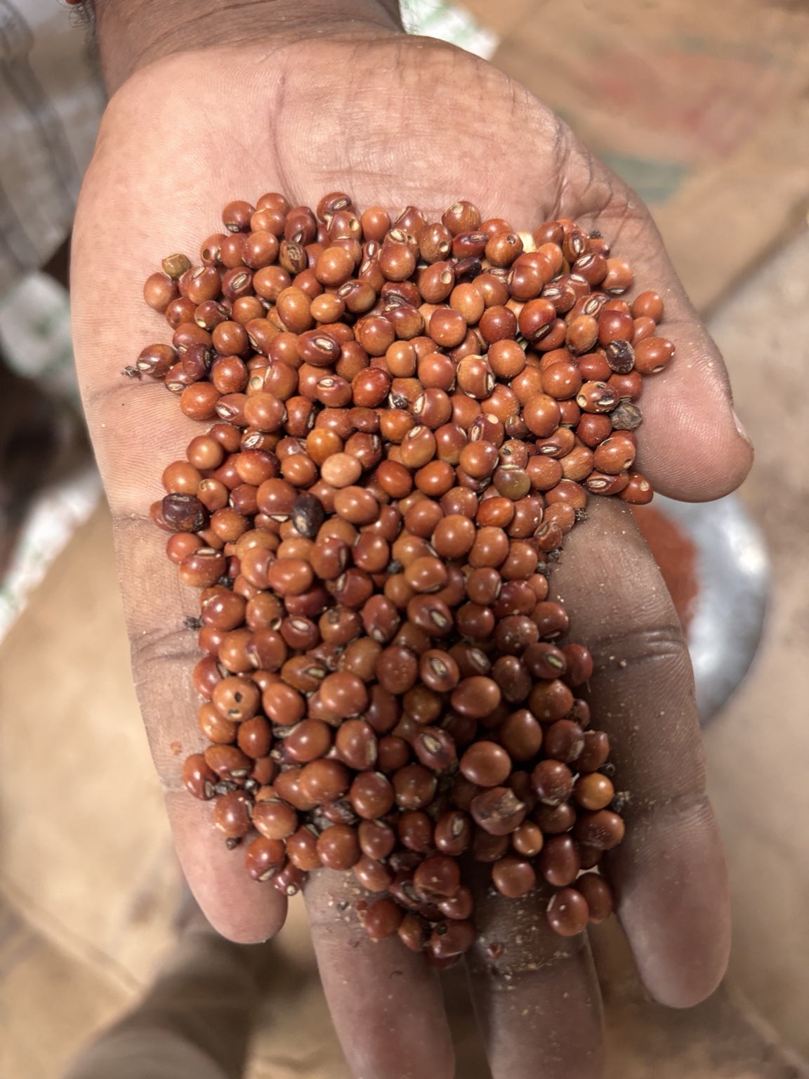 Pulses supplied by Birbitte Pulses